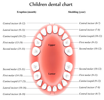 Tooth Eruption Chart - Pediatric Dentist in Memphis, TN